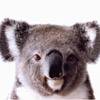 lady_koala