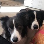 Bordercollie