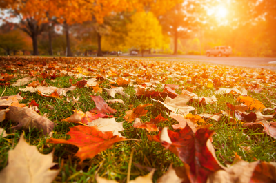fall-leaves-sunset.png