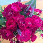 Rosa