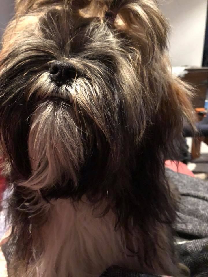 Bear