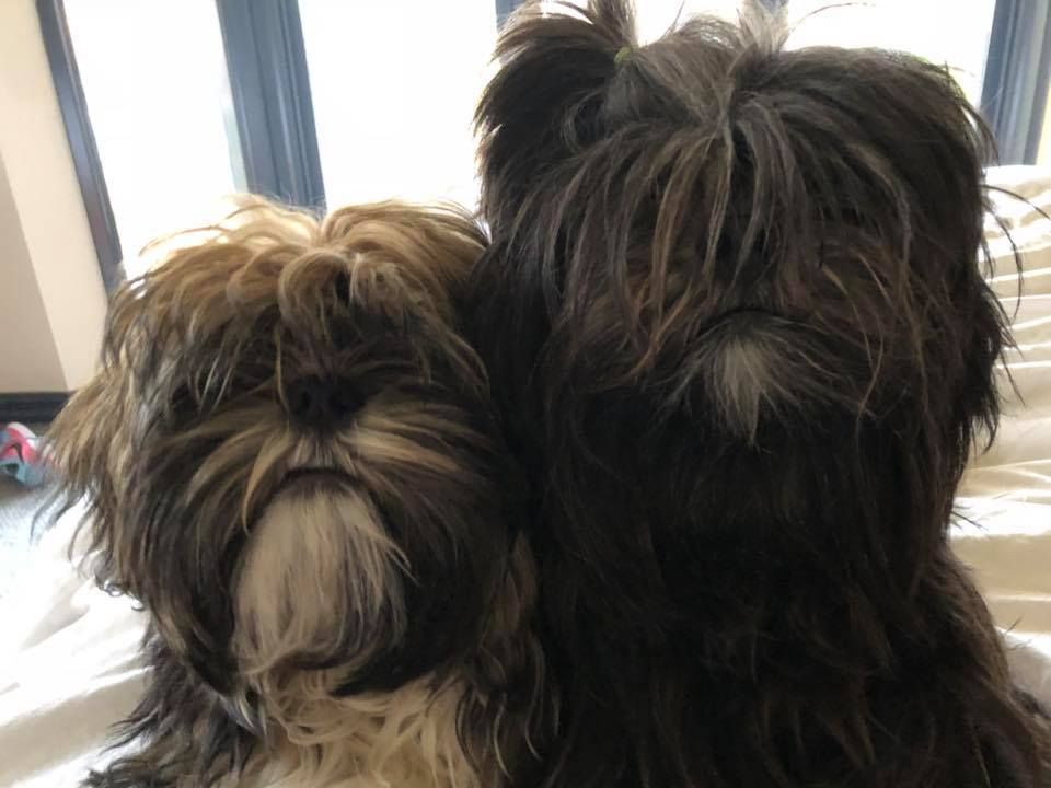 Gracie and Bear