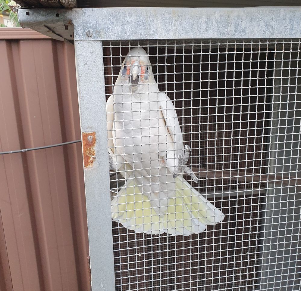 bird.jpg