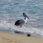 Pelican_Brief